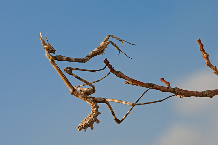 Report Empusa pennata, Conehead mantis, mantide religiosa